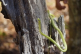 Serpiente verde áspera: Guía completa de cuidados e introducción