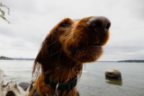 Por qué los perros tienen bigotes: cosas que no sabías