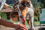 Cómo entrenar a un perro mayor