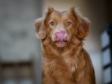 ¿Cómo evitar que un perro se lama una herida?