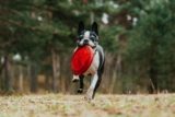 ¿Por qué los perros sacuden sus juguetes?
