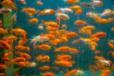Mejor comida para peces dorados del 2024 (análisis)