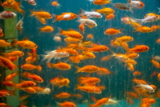 Mejor comida para peces dorados del 2026 (análisis)
