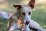 Cómo alimentar a un perro con huesos adecuadamente