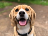 Mezclas de Beagle – 7 adorables razas mixtas de Beagle