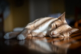Mejores productos calmantes y ansiolíticos para gatos del 2026 (análisis)