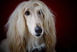 Las 10 Razas de Perros Más Antiguas del Mundo: Historia y Características