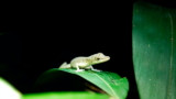 Anolis Verde: todo lo que necesitas saber sobre estos lagartos