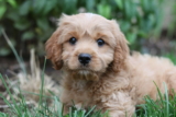 ¿Por qué un perro tiembla? 6 posibles causas. Puede deberse al frío o a un problema médico.