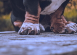 5 formas de detener el sangrado de las uñas de tu perro