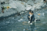12 razas de gatos a las que les gusta el agua