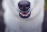 Sobremordida en perros: causas y tratamiento de la maloclusión en perros