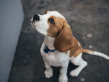 ¿Por qué los perros arrastran sus traseros por el suelo? Por qué sucede y qué hacer al respecto (Scooting)