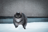 Cómo ayudar a tu gato a perder peso