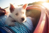 Los mejores kayaks para perros del 2026 (análisis)