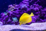 La mejor arena para acuario del 2026 (análisis)