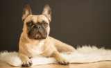 Vitaminas para perros con problemas de piel y pelaje: Guía de suplementos