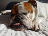 Bulldog inglés: información, características y hechos de la raza