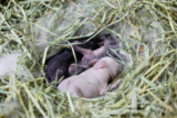Cómo Calentar a un Conejo Recién Nacido Fuera del Nido: Consejos para Calentar a un Conejito Bebé Frío