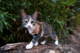 Análisis de la comida para gatos de Solid Gold del 2026