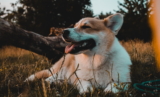 Corgi galés de Pembroke: Información, características y datos sobre la raza