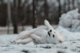 Mejores champús blanqueadores para perros del 2026 (análisis)
