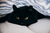 Superstición del Gato Negro: Creencias de buena y mala suerte
