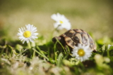 ¿Qué comen las tortugas mascota? Todo lo que necesitas saber