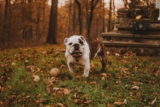 Lista de cosas que hacer con perros mayores: 10 actividades