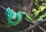 ¿Necesitas luces especiales para serpientes para tu mascota serpiente?