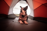 Acampar con perros: una guía para principiantes
