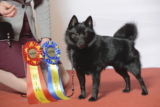 Schipperke: una raza de perro pequeña y enérgica de Bélgica