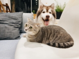 17 Cosas Extrañas que Hacen las Mascotas que pueden sorprendernos