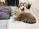 ¿Los perros pueden ser alérgicos a los gatos?