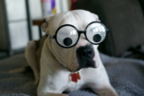 Curiosidades sobre los Pitbulls: 10 datos asombrosos que probablemente no conocías