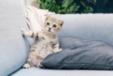 ¿Cuánto cuesta esterilizar a un gato?