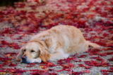 ¿Por qué los perros se revuelcan en caca y cosas malolientes? Explicaciones posibles