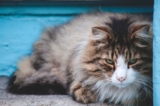 ¿Cuánto deben pesar los gatos?