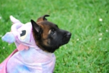 Los mejores disfraces de dragón para perros de 2020 (Guía)