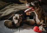 ¿Por qué los perros suspiran?