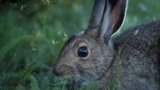 Problemas oculares en los conejos: Causas comunes y síntomas
