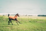 Velocidad de un caballo: ¿Qué tan rápido puede correr un caballo?