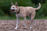 Perro de Carolina: características, historia y origen