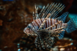 Peces de agua salada: todo lo que necesitas saber antes de adoptar uno