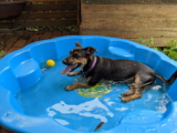 Mejores piscinas para perros del 2026