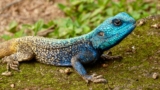 Las mejores incubadoras de reptiles del 2024 (análisis)