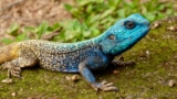 Las mejores incubadoras de reptiles del 2026 (análisis)