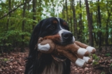 ¿Por qué mi perro me trae sus juguetes al llegar a casa?