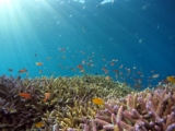 ¿Cómo respiran los peces? Todo lo que necesitas saber