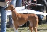 Perro Azawakh: Datos de la raza y temperamento